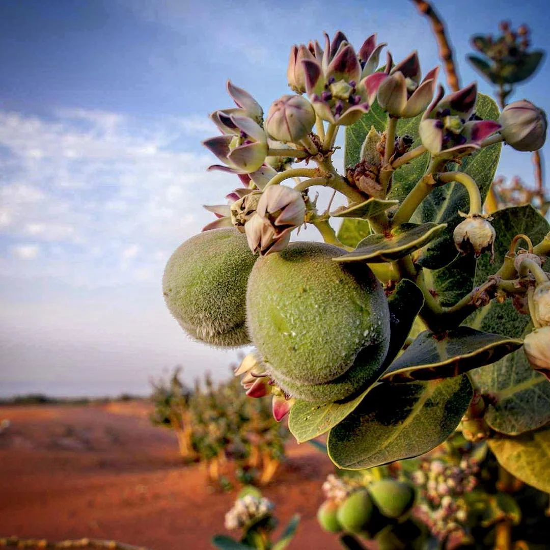 Desert trekking and yoga retreat