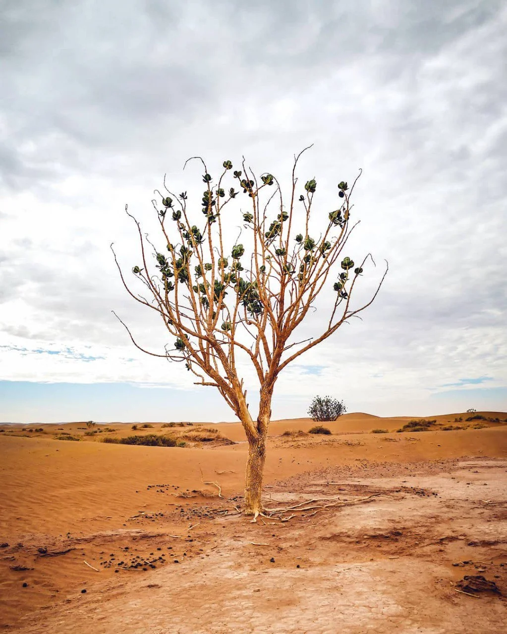 Morning yoga in the Sahara desert