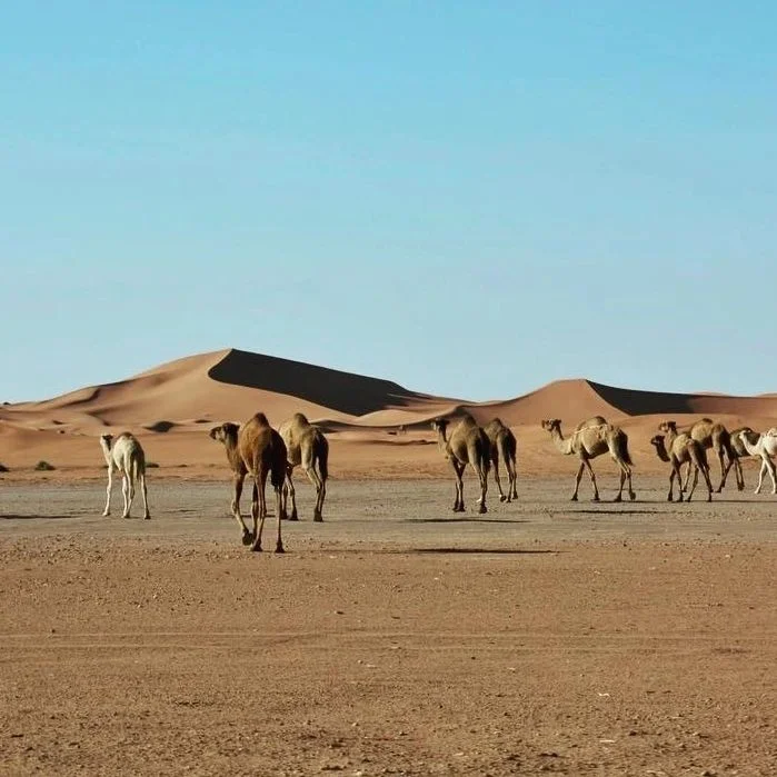 Sahara yoga retreat in Morocco