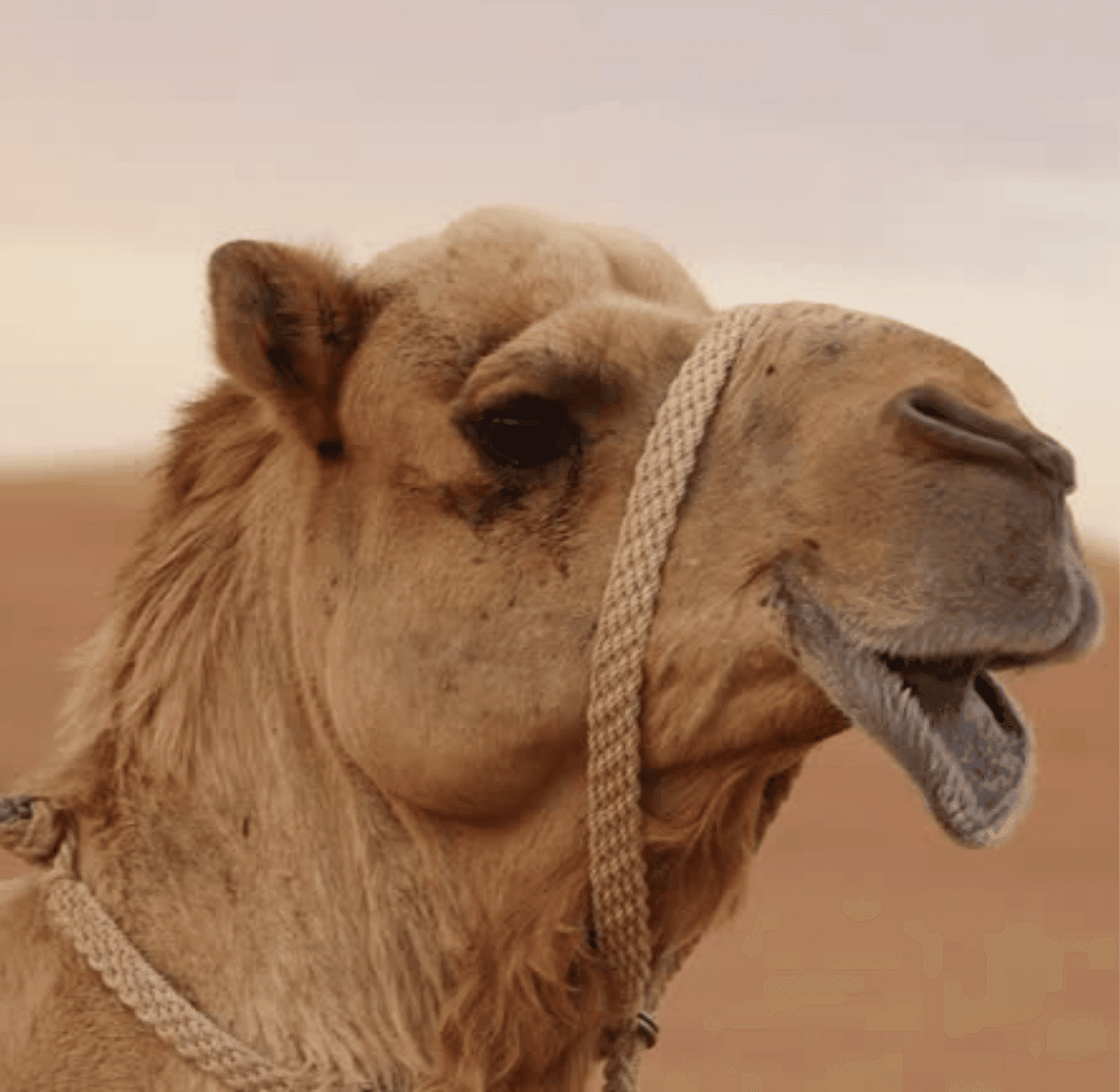 Nomad trekking in M'Hamid El Ghizlane